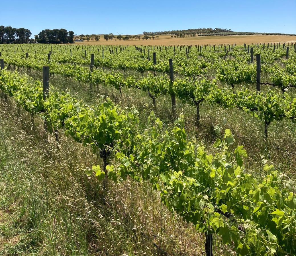 Vila Belalie Wines Jamestown Exteriér fotografie